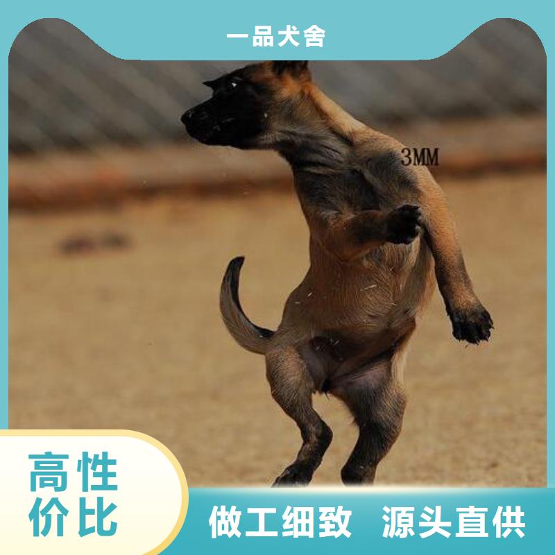 卡斯罗犬-视频-卡斯罗犬-一品犬舍(辽阳市分公司)服务区域太子河|文圣|沈阳|铁岭|大连|葫芦岛|丹东