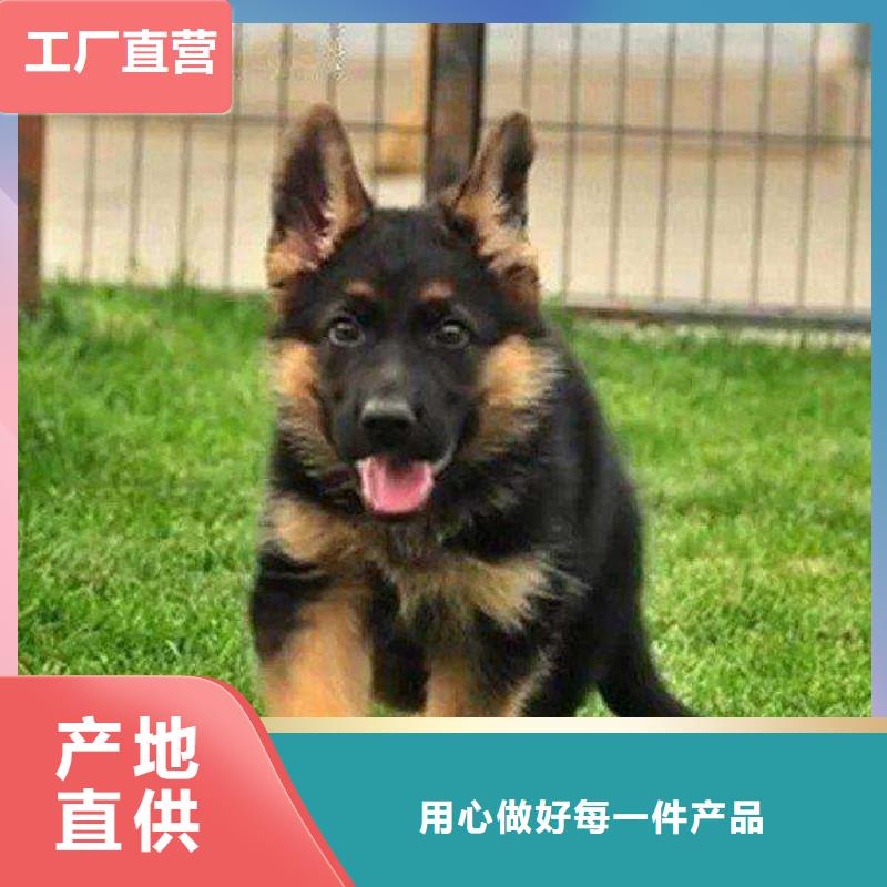 卡斯罗犬-视频-一品卡斯罗犬_ 一品犬舍(澳门分公司)