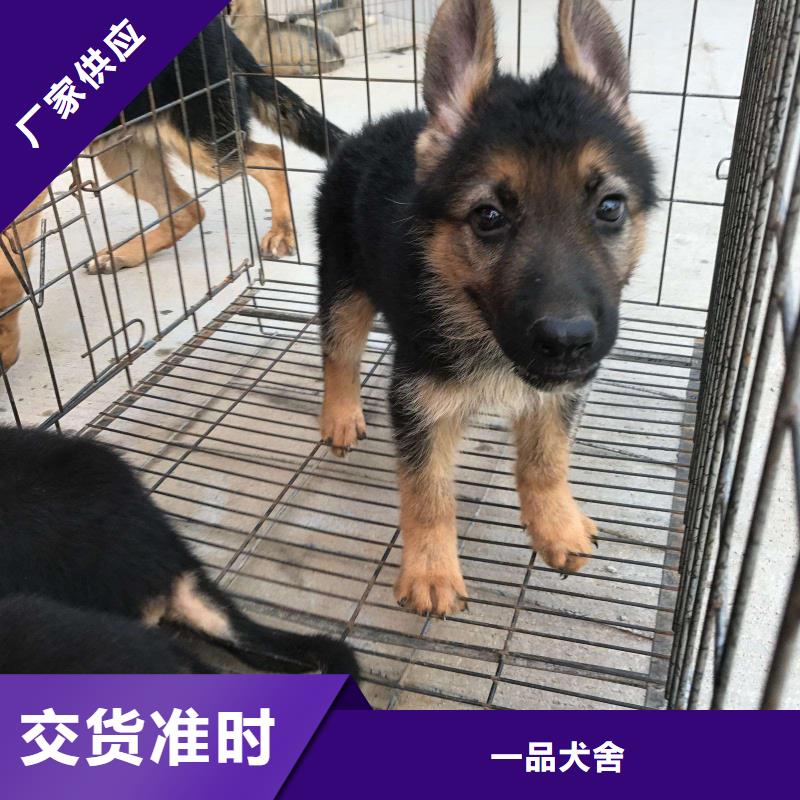 德国牧羊犬罗威纳犬产地工厂