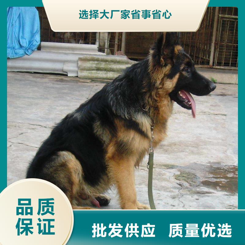 德国牧羊犬罗威纳犬产地工厂
