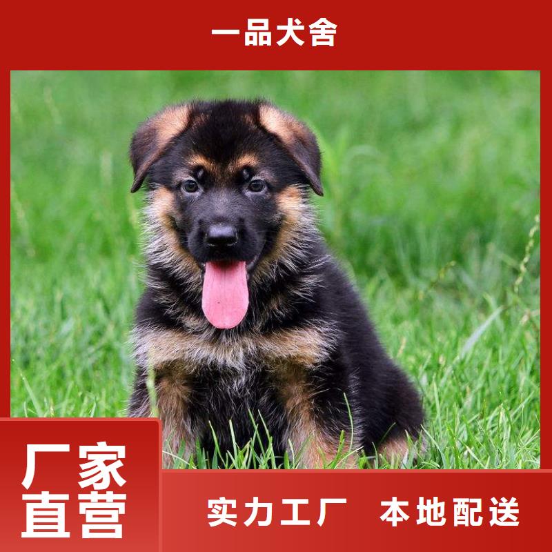 卡斯罗犬-视频-卡斯罗犬|云南省玉溪市|易门|澄江|大理|文山|西双版纳|曲靖|昭通|迪庆