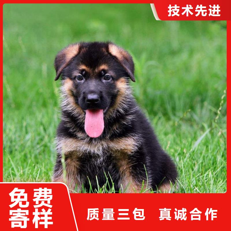 德国牧羊犬德牧犬把实惠留给您