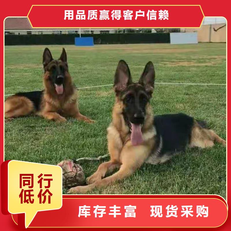 卡斯罗犬-视频-一品卡斯罗犬_ 一品犬舍(澳门分公司)