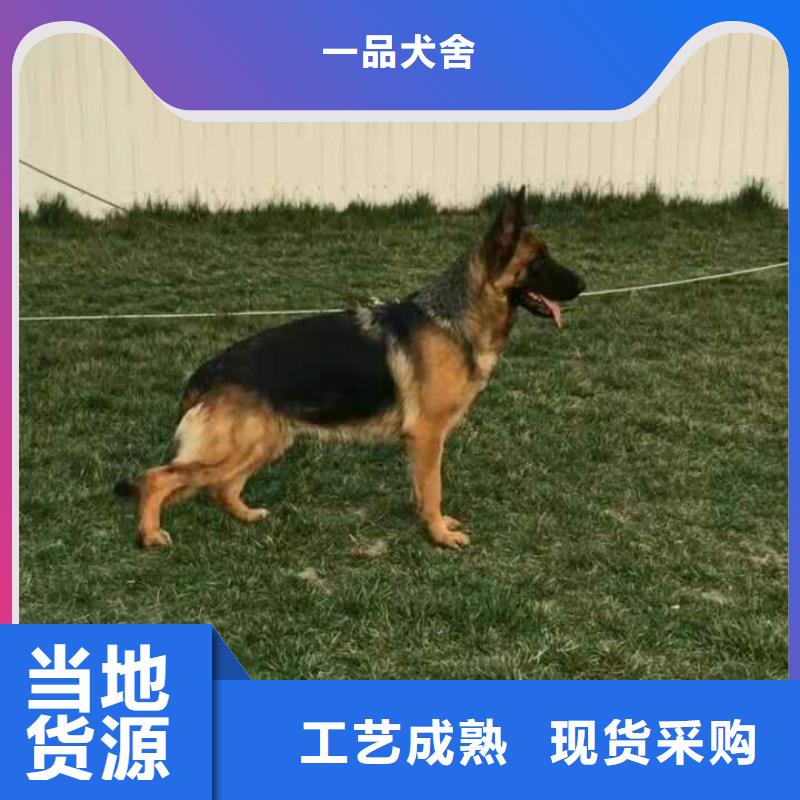 德国牧羊犬德牧犬大厂生产品质