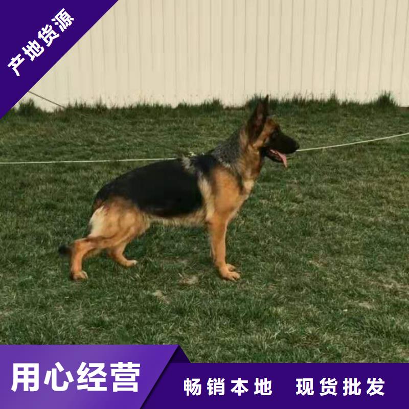卡斯罗犬-视频-一品卡斯罗犬_ 一品犬舍(澳门分公司)