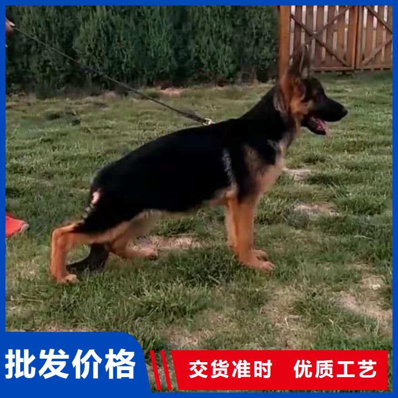 德国牧羊犬罗威纳犬工艺成熟