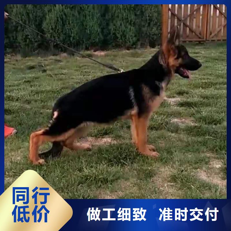 德国牧羊犬罗威纳犬产地工厂