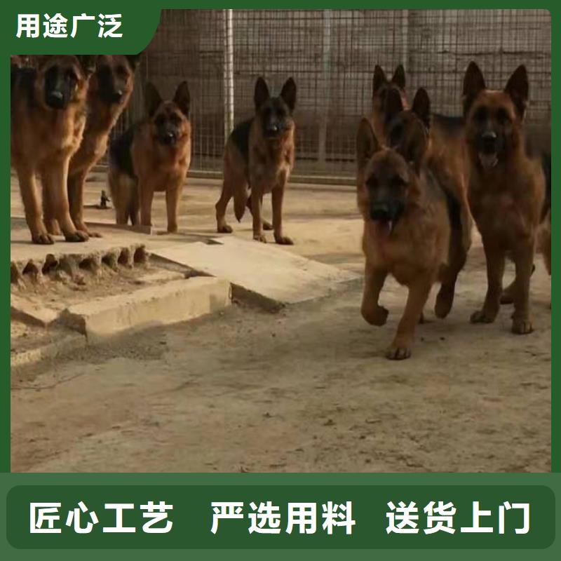 德国牧羊犬德牧犬把实惠留给您