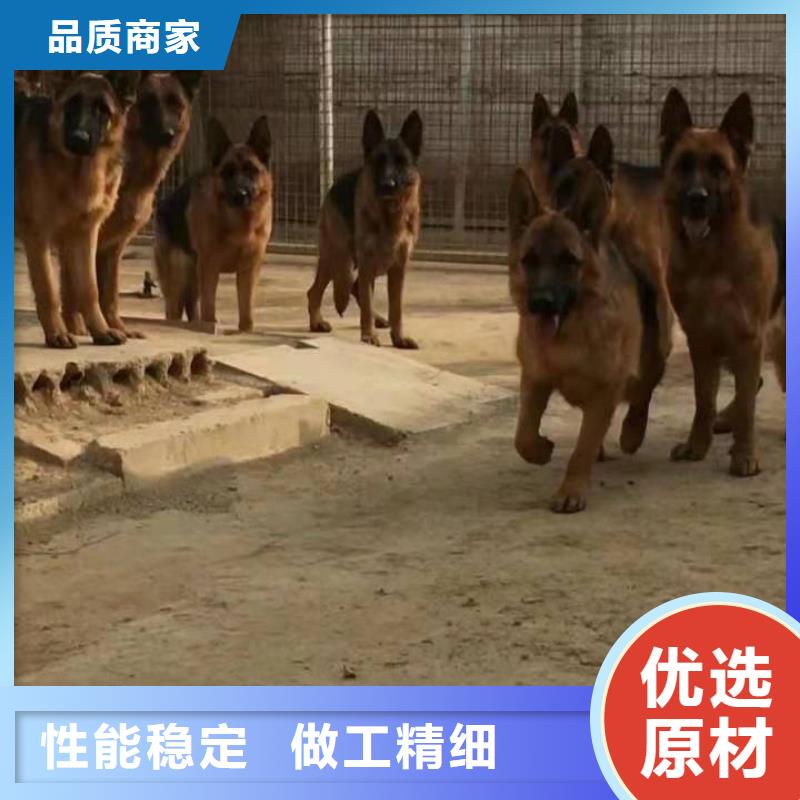 德国牧羊犬高加索犬N年专注