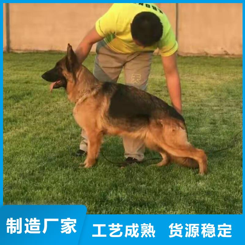 德国牧羊犬马犬对质量负责