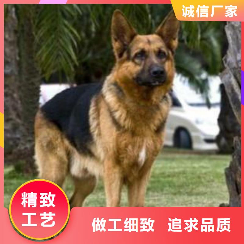 卡斯罗犬-视频-一品卡斯罗犬_ 一品犬舍(澳门分公司)