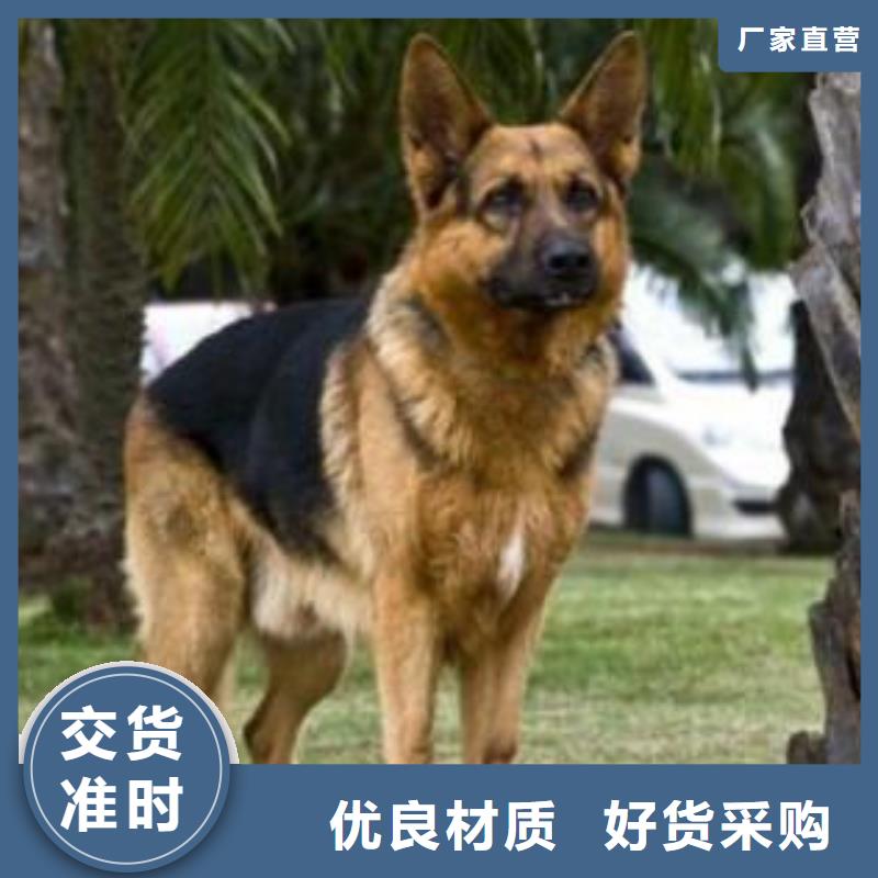 德国牧羊犬德牧犬大厂生产品质