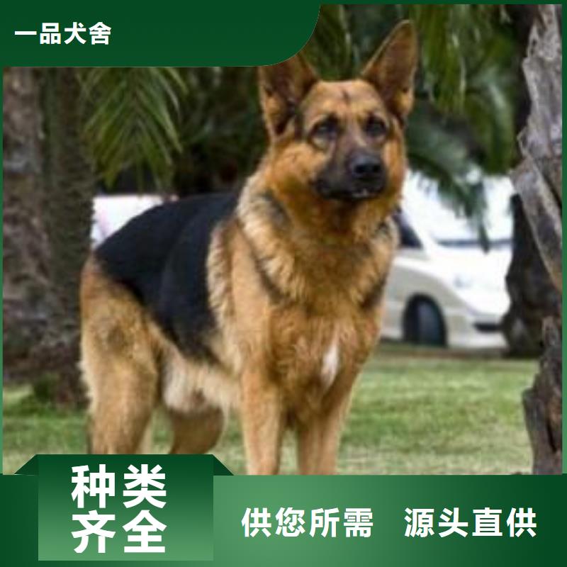 德国牧羊犬杜宾犬供您所需