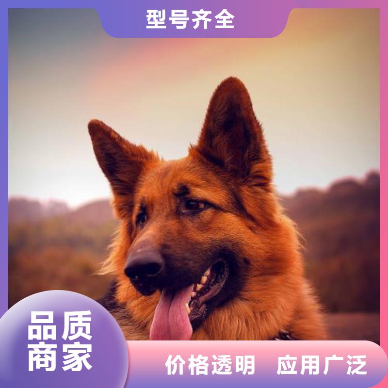 德国牧羊犬杜宾犬专业生产设备