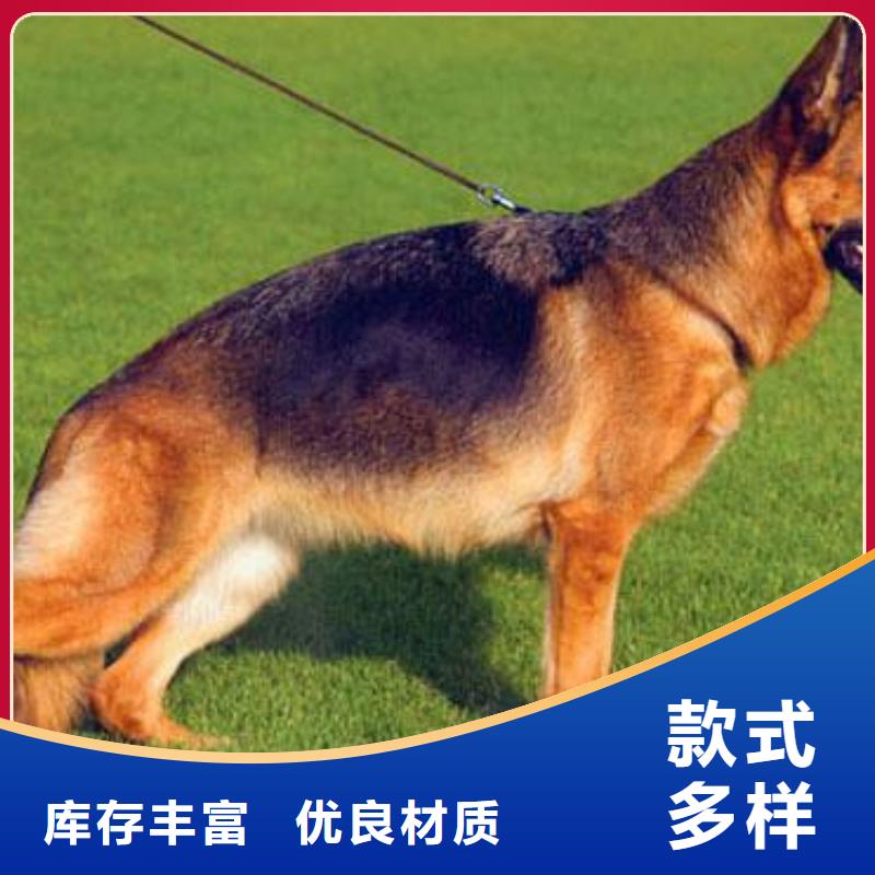 卡斯罗犬-视频-一品卡斯罗犬_ 一品犬舍(澳门分公司)