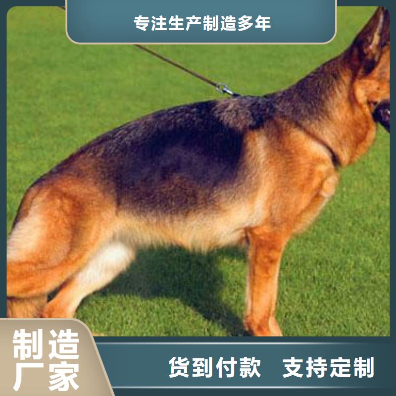 德国牧羊犬杜宾犬专业生产设备