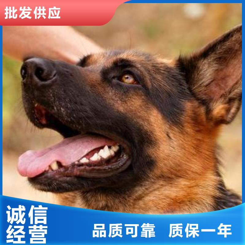德国牧羊犬高加索犬N年专注