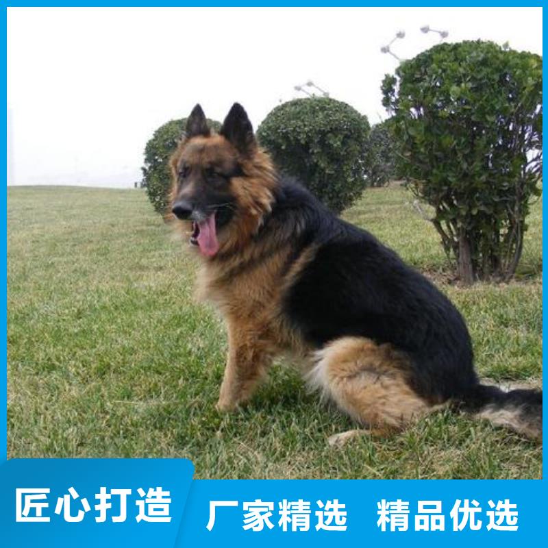 德国牧羊犬马犬对质量负责