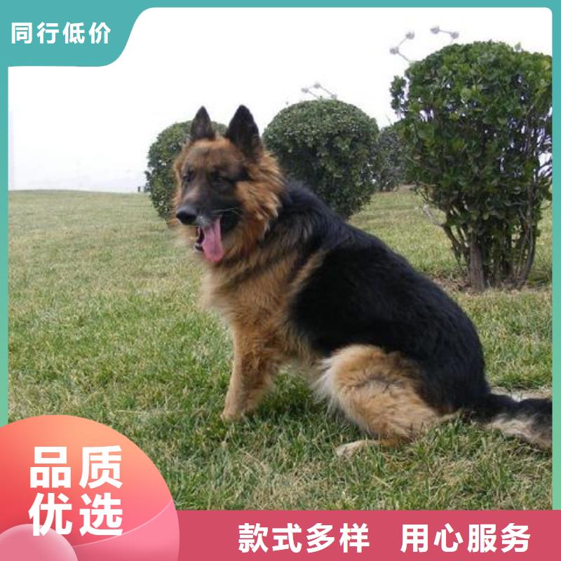 德国牧羊犬杜宾犬生产经验丰富