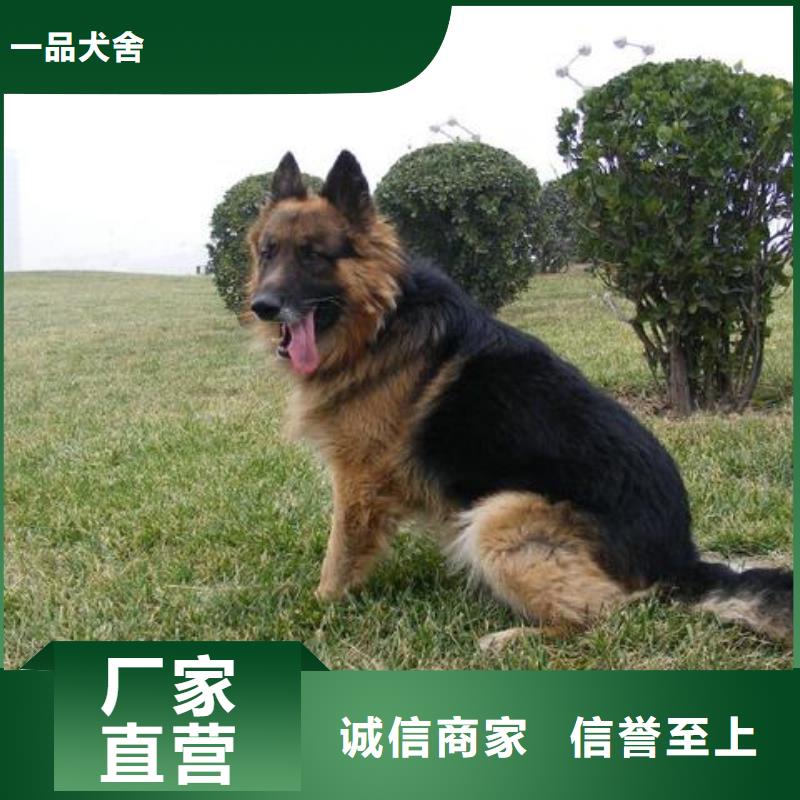 卡斯罗犬-视频-一品卡斯罗犬_ 一品犬舍(澳门分公司)