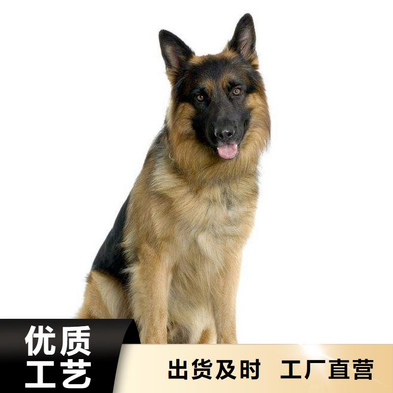 德国牧羊犬杜宾犬生产经验丰富