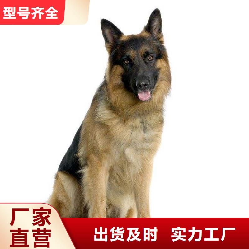 德国牧羊犬马犬应用广泛