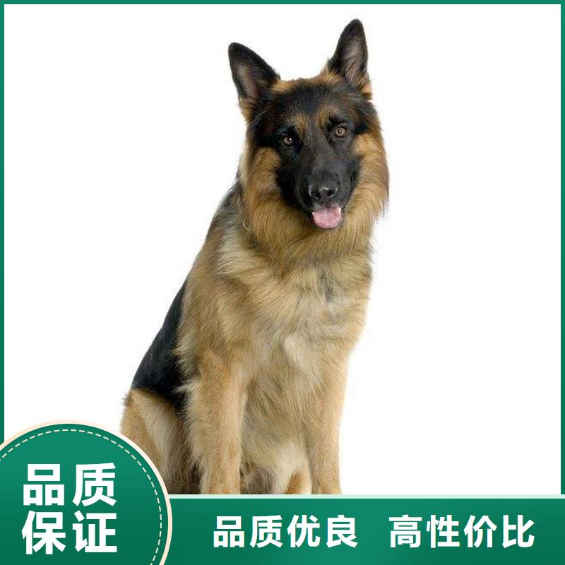 德国牧羊犬马犬对质量负责