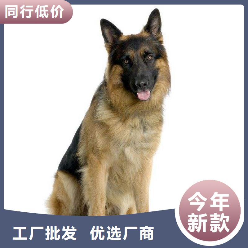 卡斯罗犬-视频-一品卡斯罗犬_ 一品犬舍(澳门分公司)