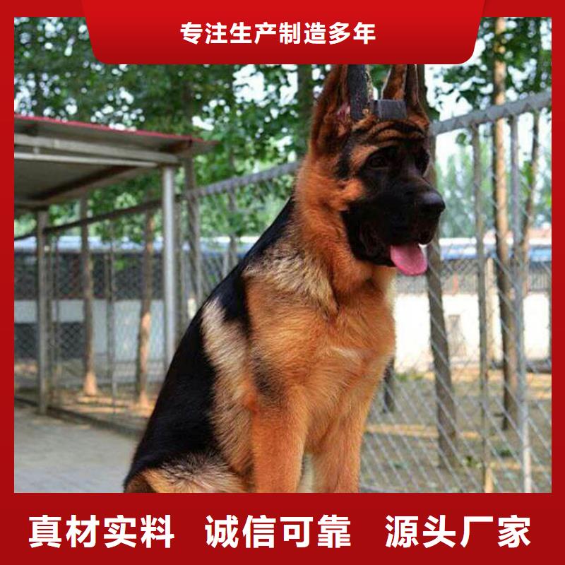 卡斯罗犬-视频-一品卡斯罗犬_ 一品犬舍(澳门分公司)