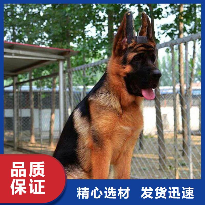 德国牧羊犬德牧犬大厂生产品质