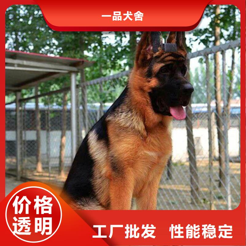 德国牧羊犬杜宾犬生产经验丰富