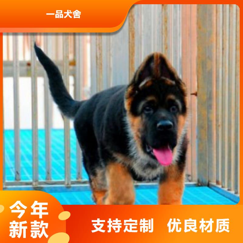 德国牧羊犬德牧犬把实惠留给您