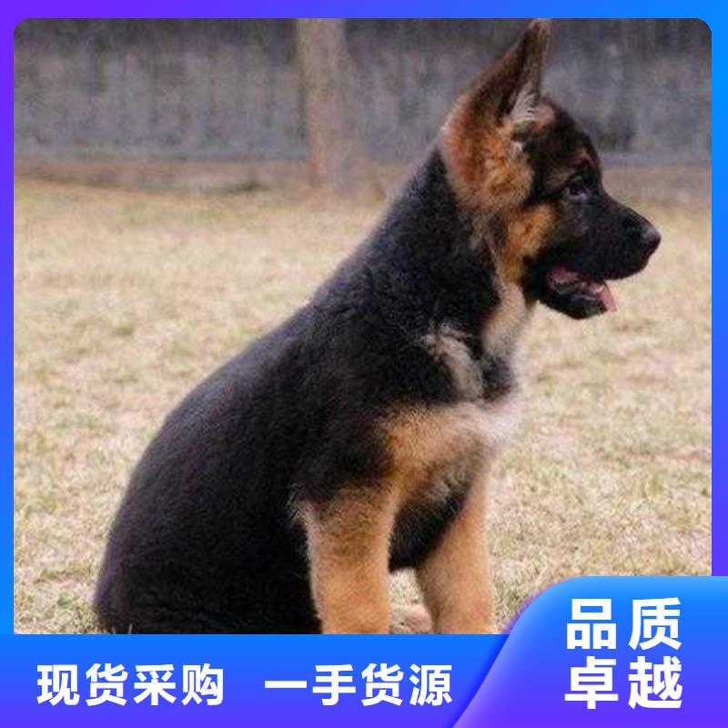 卡斯罗犬-视频-卡斯罗犬|云南省玉溪市|易门|澄江|大理|文山|西双版纳|曲靖|昭通|迪庆