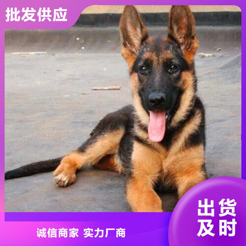 德国牧羊犬罗威纳犬工艺成熟