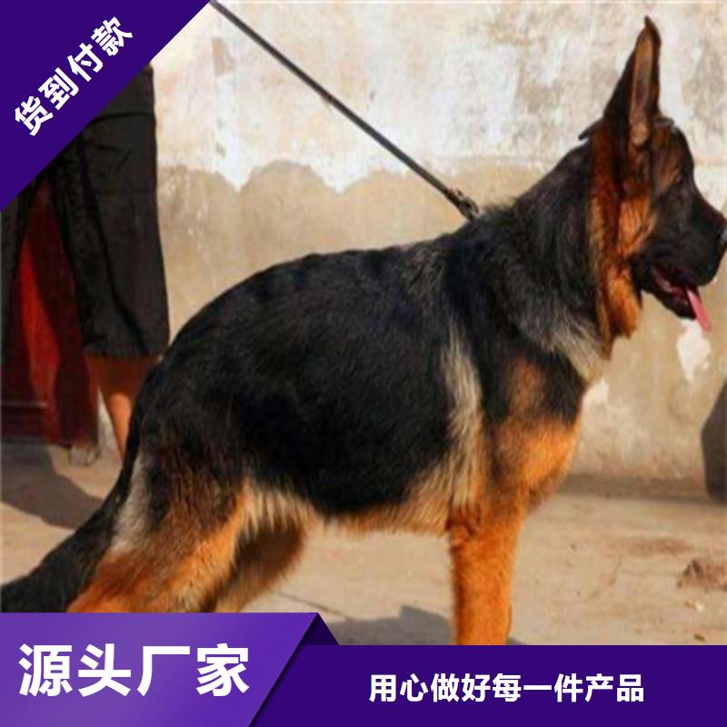 卡斯罗犬-视频-一品卡斯罗犬_ 一品犬舍(澳门分公司)