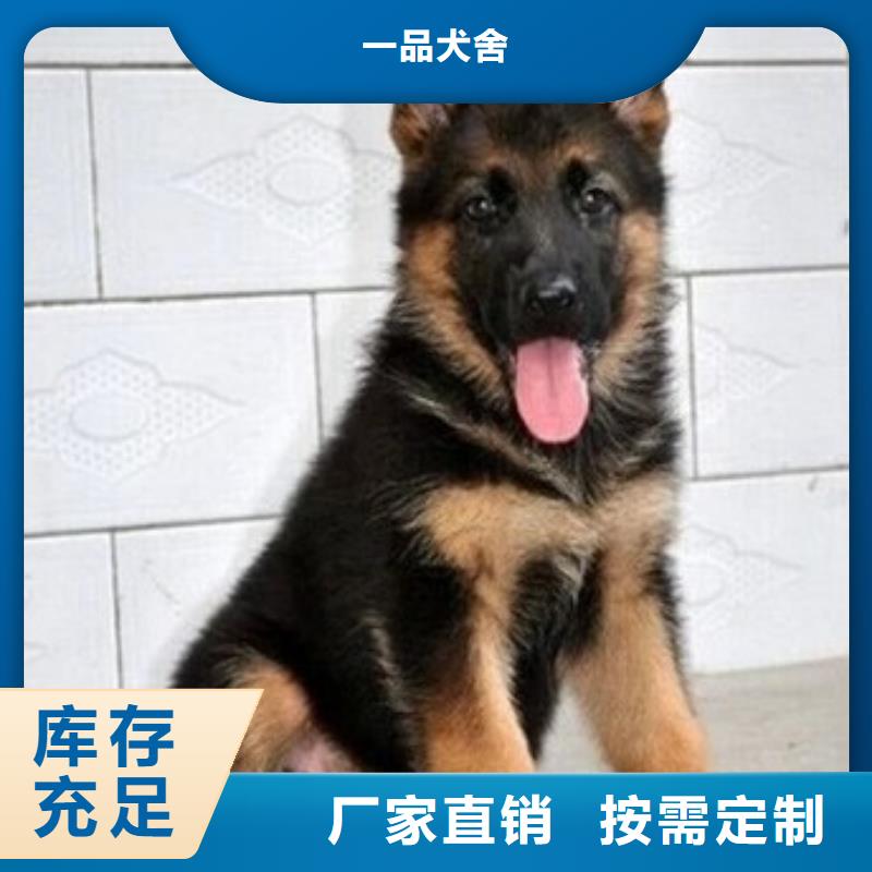 卡斯罗犬-视频-一品卡斯罗犬_ 一品犬舍(澳门分公司)