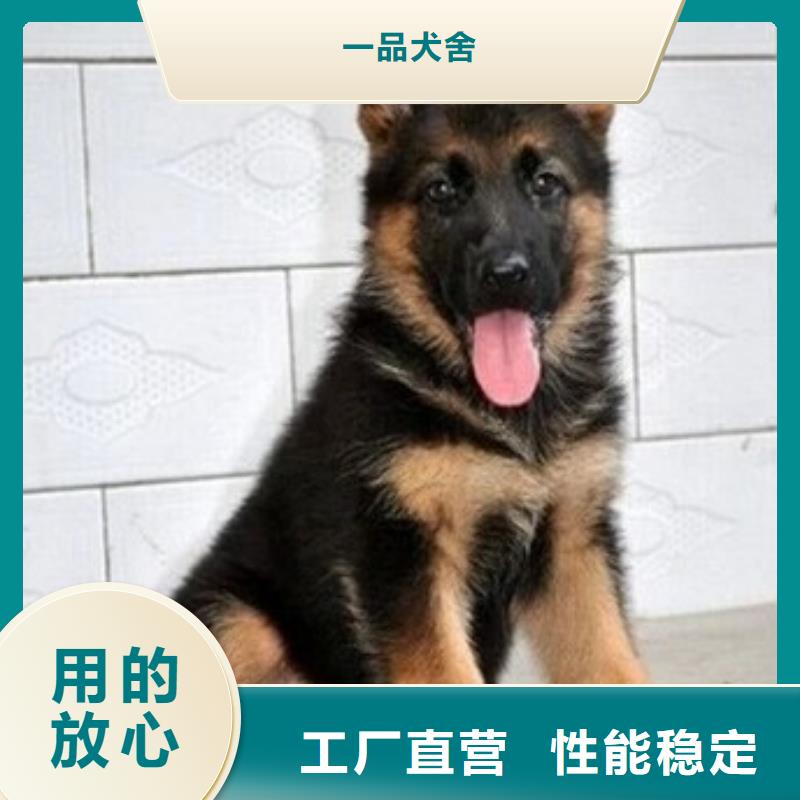 德国牧羊犬德牧犬大厂生产品质
