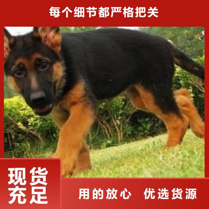 德国牧羊犬杜宾犬供您所需
