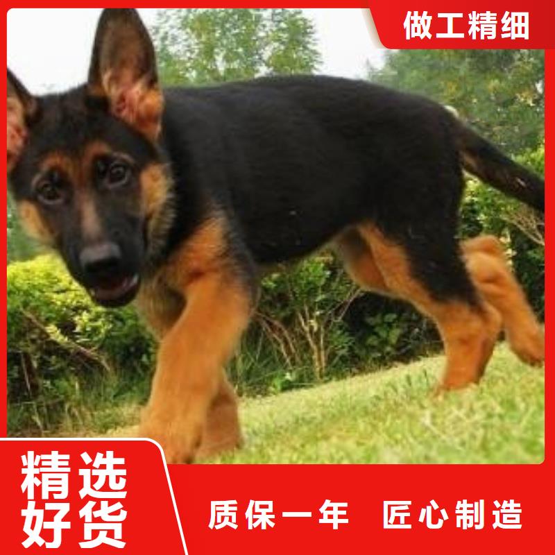 卡斯罗犬-视频-一品卡斯罗犬_ 一品犬舍(澳门分公司)
