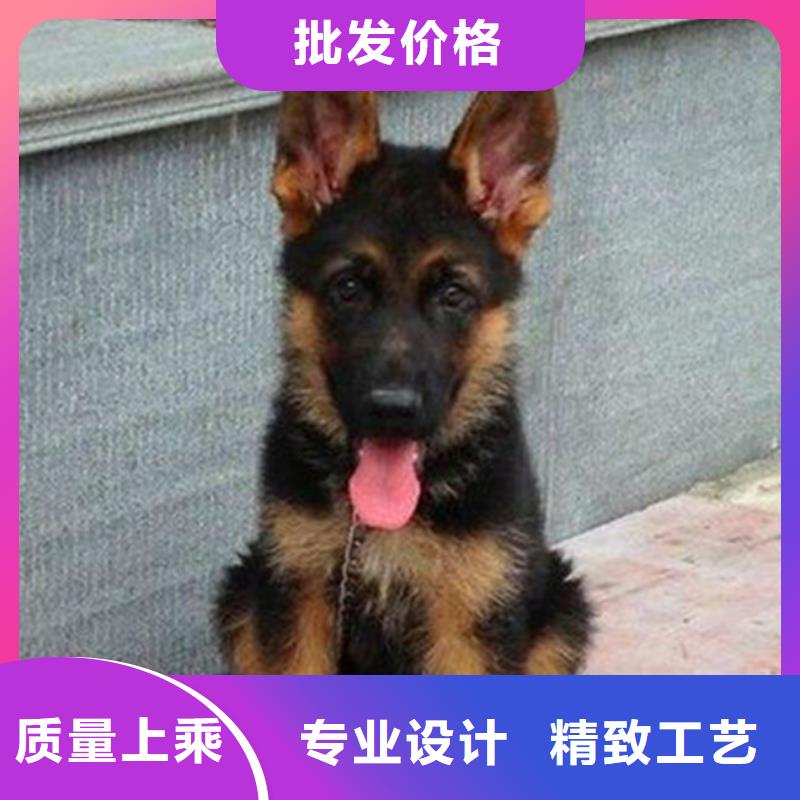 德国牧羊犬杜宾犬专业生产设备