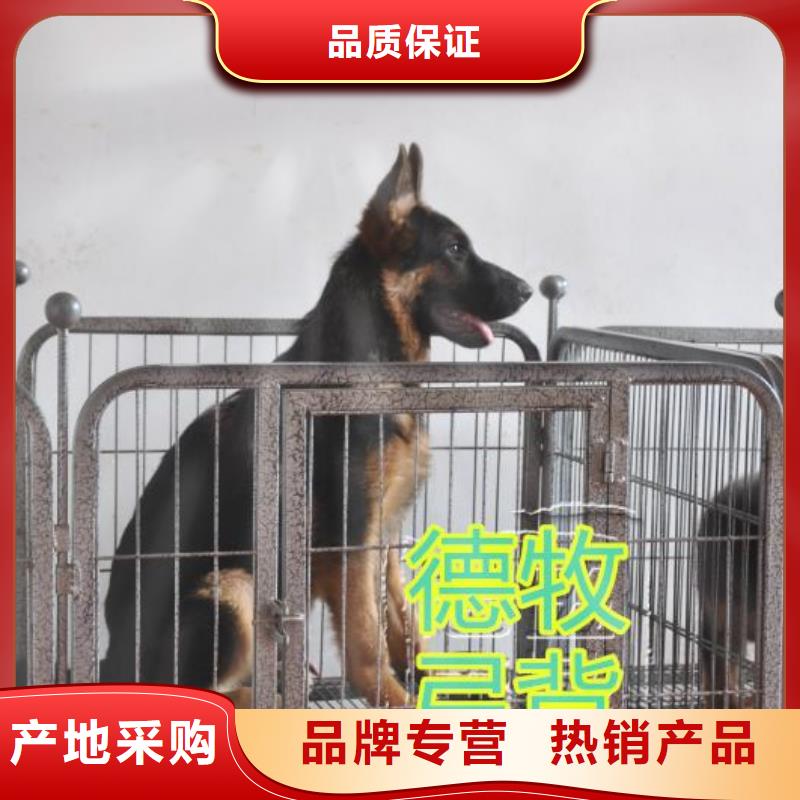 卡斯罗犬-视频-一品卡斯罗犬_ 一品犬舍(澳门分公司)