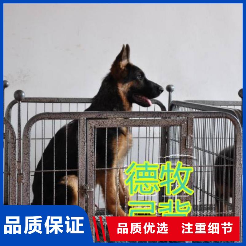 卡斯罗犬-视频-卡斯罗犬|云南省玉溪市|易门|澄江|大理|文山|西双版纳|曲靖|昭通|迪庆