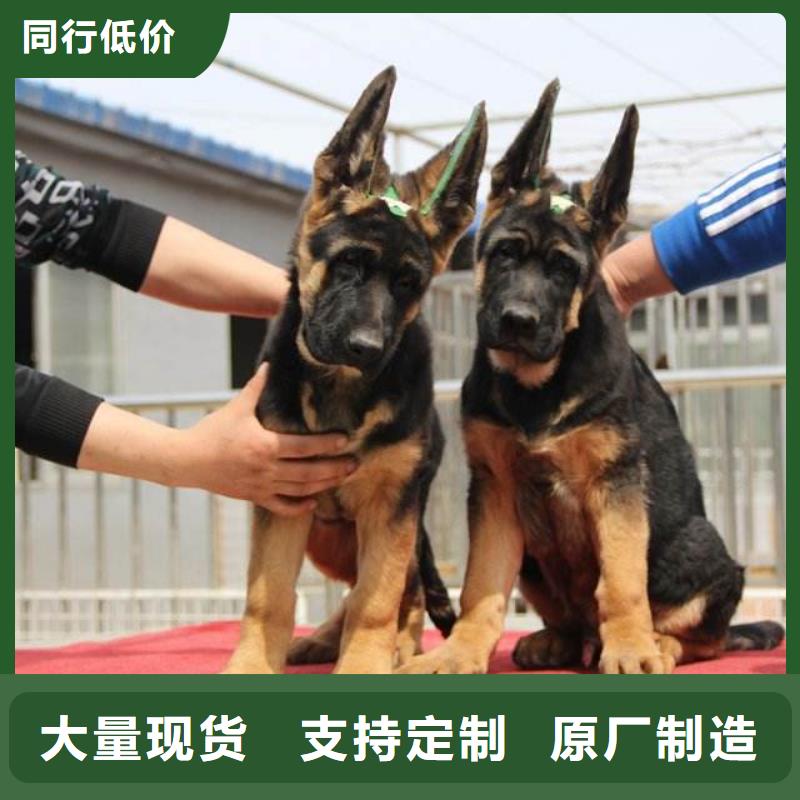 德国牧羊犬德牧犬大厂生产品质