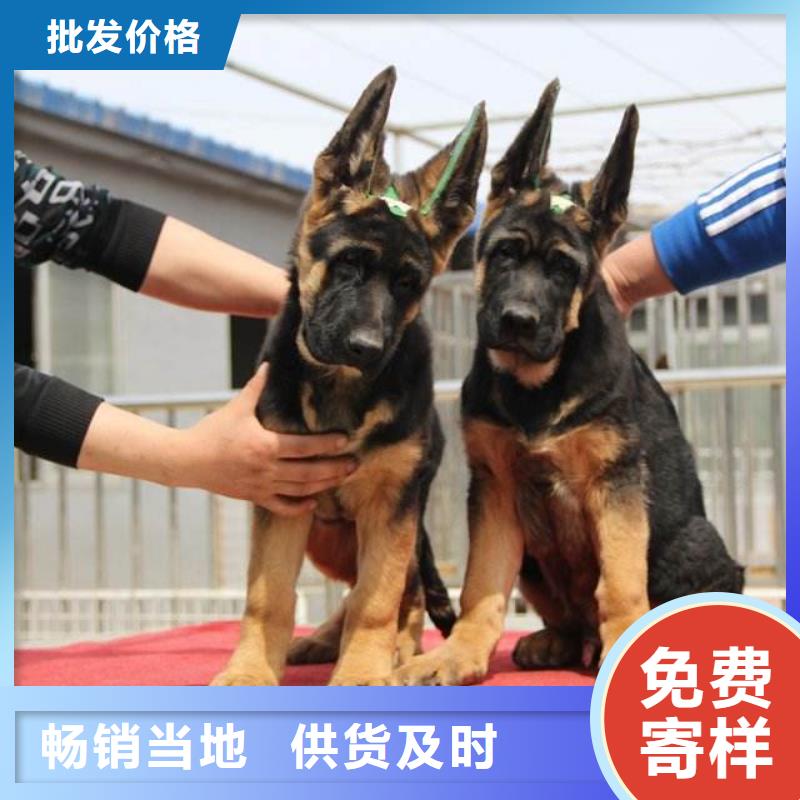德国牧羊犬罗威纳犬工艺成熟