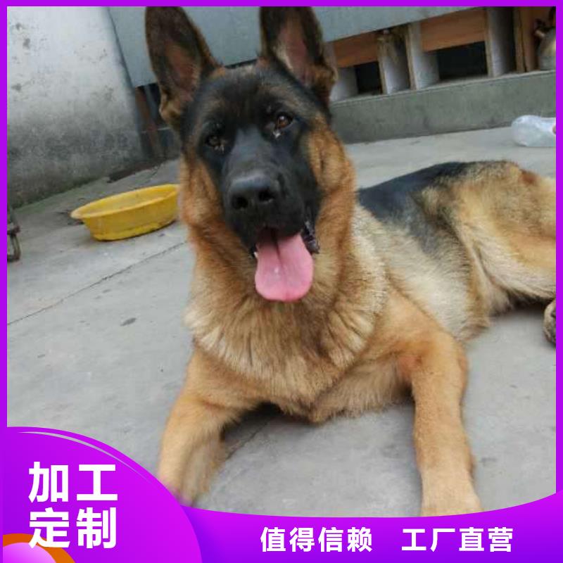 卡斯罗犬-视频-一品卡斯罗犬_ 一品犬舍(澳门分公司)