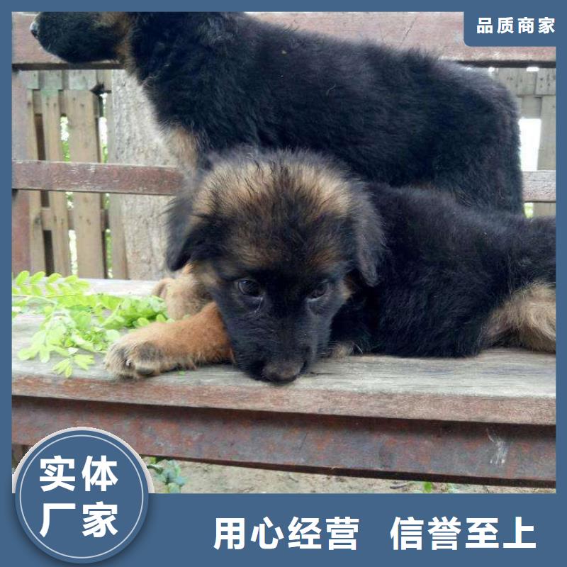 德国牧羊犬高加索犬N年专注