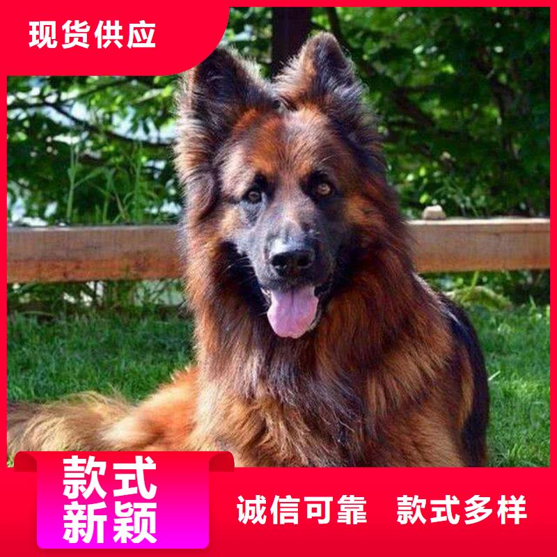 德国牧羊犬罗威纳犬产地工厂