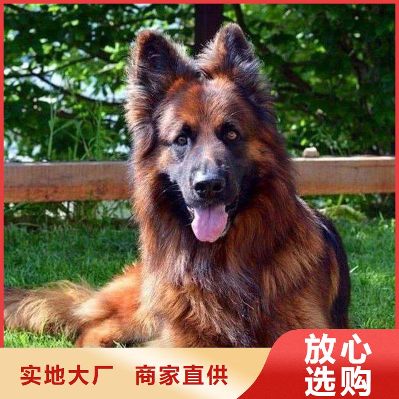 德国牧羊犬马犬应用广泛