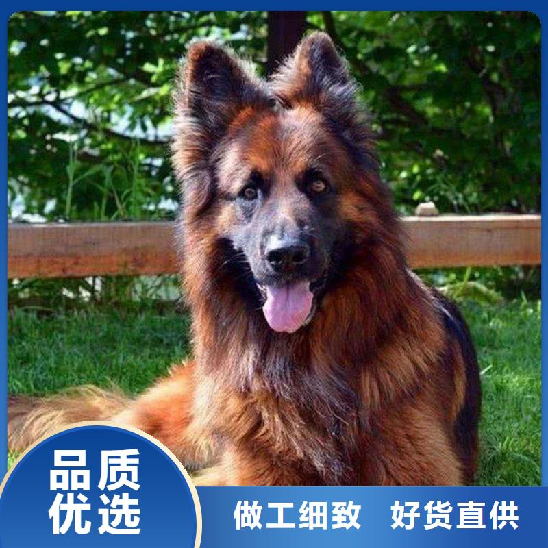 德国牧羊犬杜宾犬专业生产设备