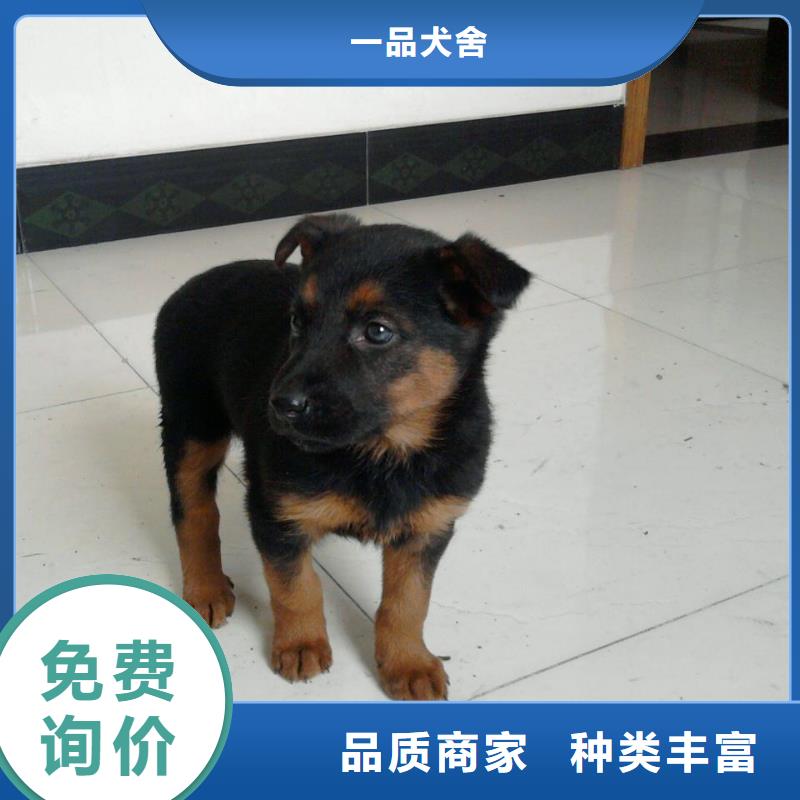 德国牧羊犬罗威纳犬产地工厂